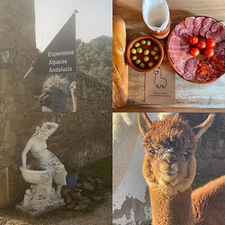 Experience Alpacas In Andalucia Leilighet Córdoba Eksteriør bilde