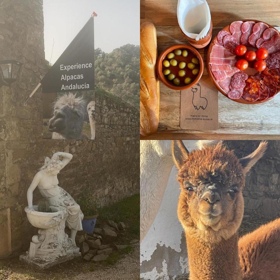 Experience Alpacas In Andalucia Leilighet Córdoba Eksteriør bilde
