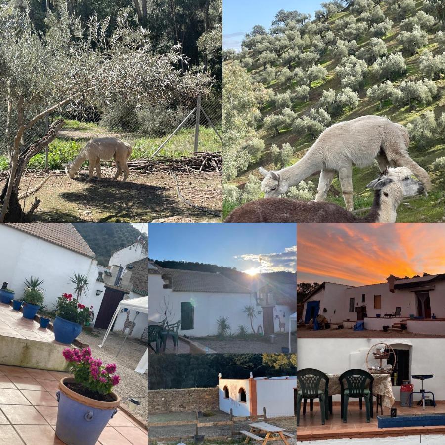 Experience Alpacas In Andalucia Leilighet Córdoba Eksteriør bilde