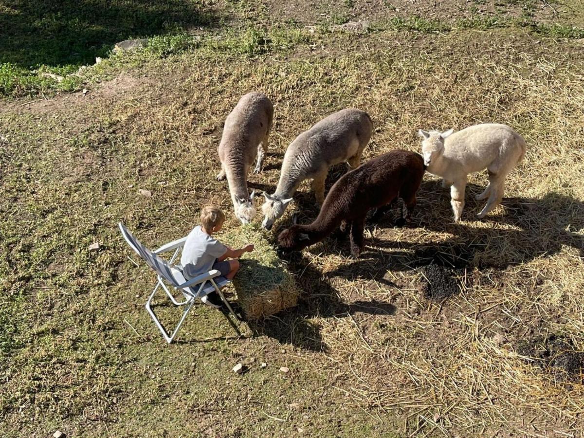 Experience Alpacas In Andalucia Leilighet Córdoba Eksteriør bilde