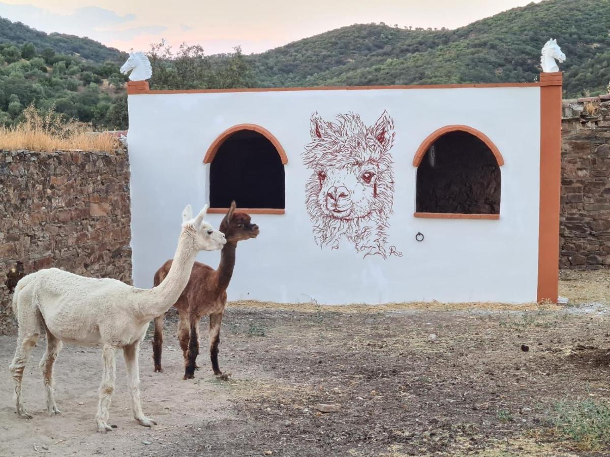 Experience Alpacas In Andalucia Leilighet Córdoba Eksteriør bilde
