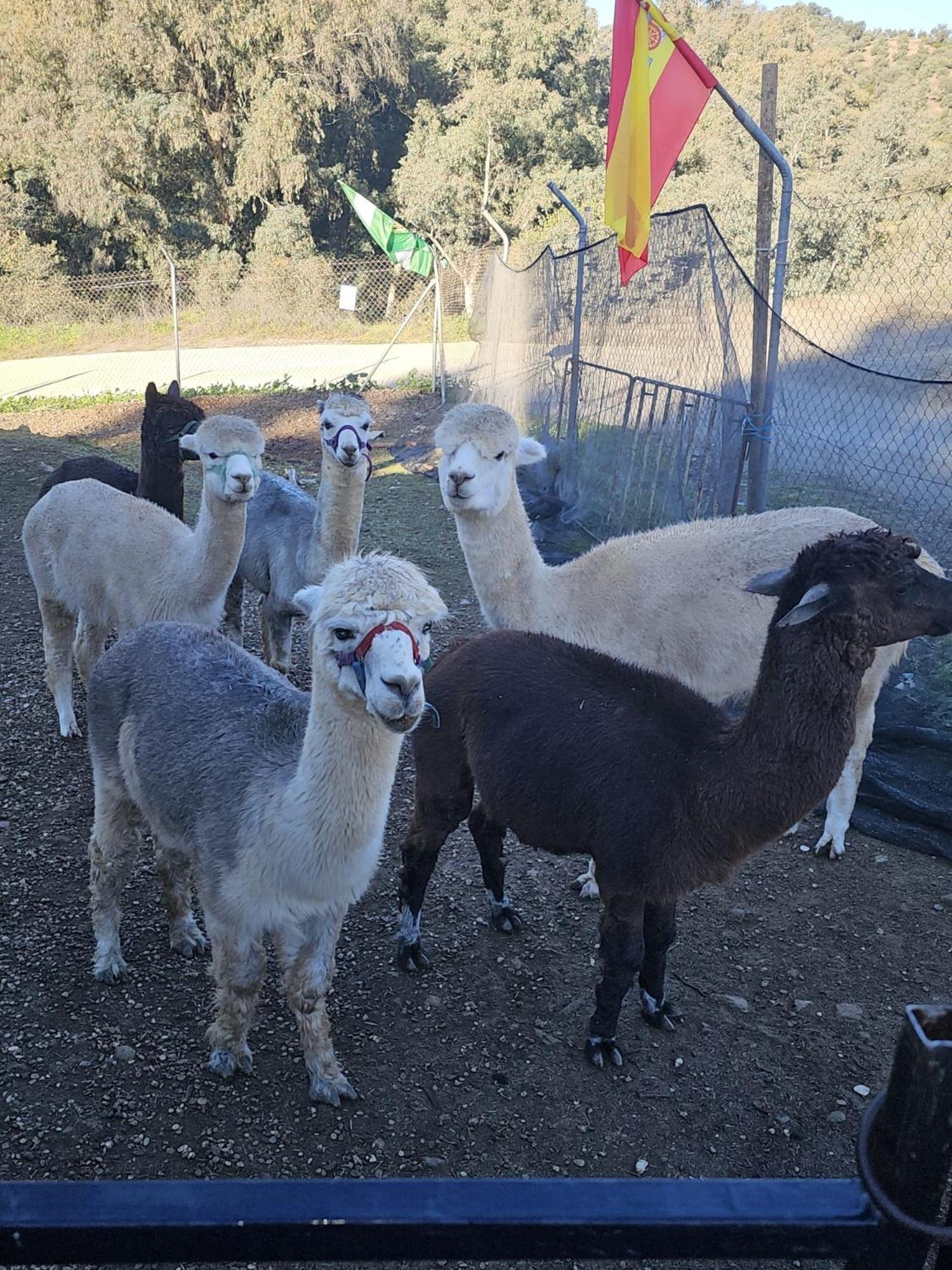 Experience Alpacas In Andalucia Leilighet Córdoba Rom bilde